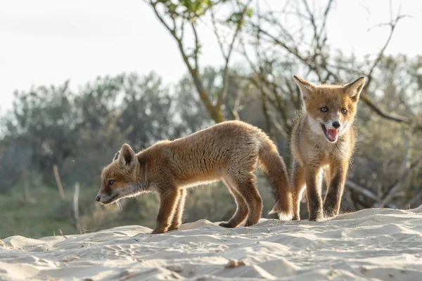 自然環境の中の つの野生キツネ カブスのビュー — ストック写真