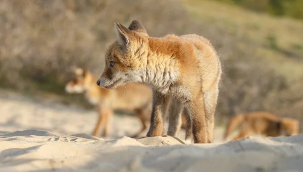 Weergave Van Wild Fox Met Fox Welpen Natuurlijke Omgeving — Stockfoto