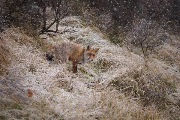 View Wild Fox Natural Environment Winter — Stock Photo, Image