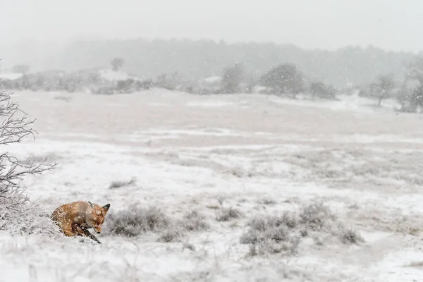Widok Dzikich Fox Środowisku Naturalnym Zimie — Zdjęcie stockowe