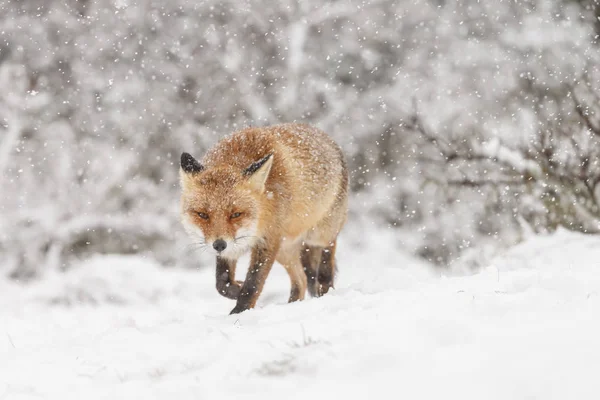 Kışın Doğal Ortamda Vahşi Fox Görünümü — Stok fotoğraf