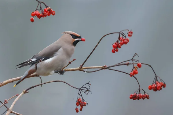 Pájaro Gris Sentado Rama Con Arándano Pico —  Fotos de Stock