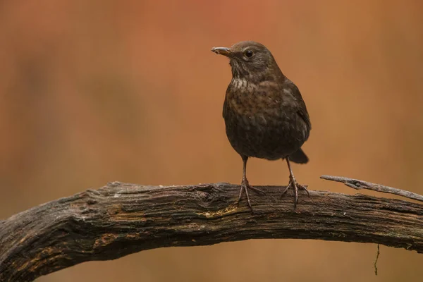 Burung Hitam Duduk Cabang Kering — Stok Foto