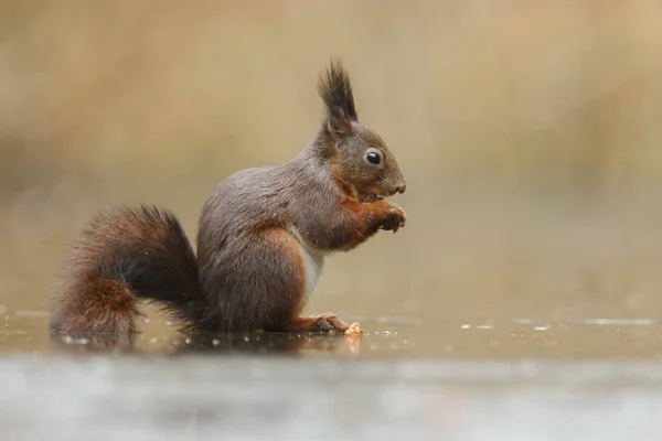 Pohled Veverka Oříšcích Rozostřeného Pozadí — Stock fotografie