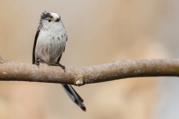 Kleiner Vogel Auf Ast Sitzend Auf Verschwommenem Hintergrund — Stockfoto