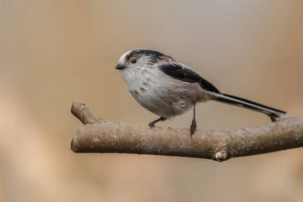Pássaro Pequeno Sentado Galho Fundo Borrado — Fotografia de Stock