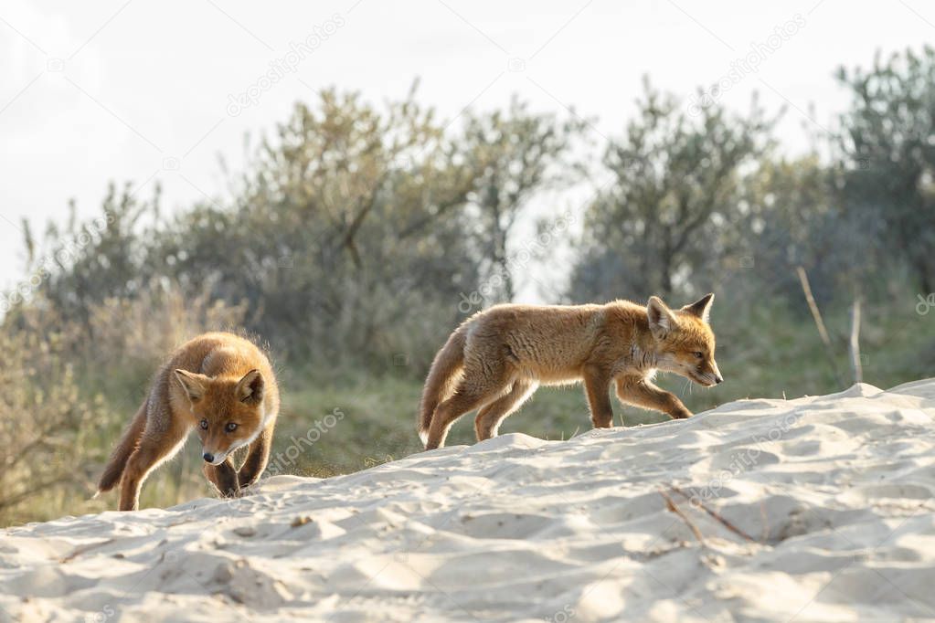 View of two wild fox-cubs in natural environment