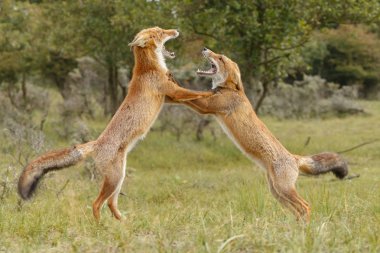 İki kırmızı tilki bölgesini ele mücadele