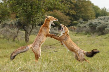İki kırmızı tilki bölgesini ele mücadele