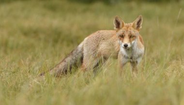 Vahşi Kızıl Tilki doğal ortamda görünümünü