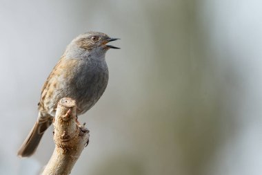Oturma ve arka plan bulanık dalda üzerinde şarkı Llittle rengarenk kuş
