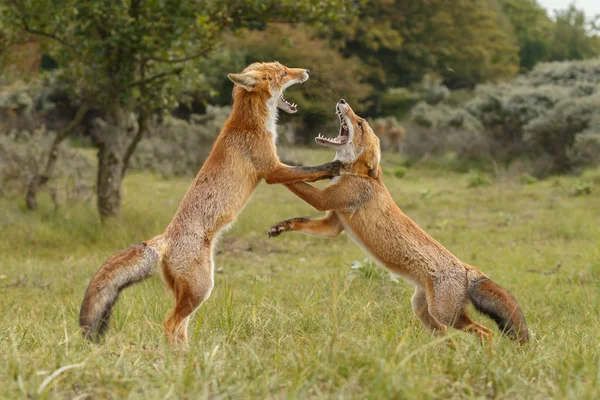 Due Volpi Rosse Che Combattono Territorio — Foto Stock