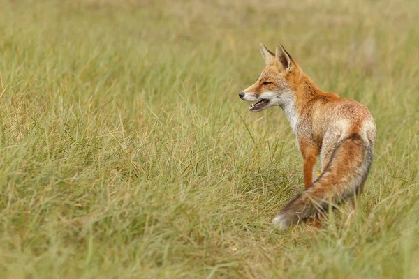 Widok Dziki Red Fox Środowisku Naturalnym — Zdjęcie stockowe
