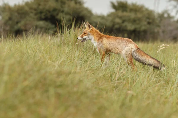 Weergave Van Wild Red Fox Natuurlijke Omgeving — Stockfoto