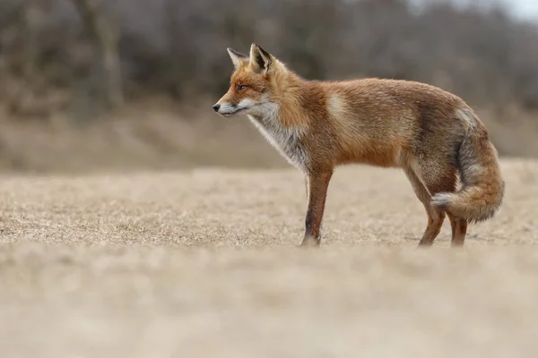 Vista Della Volpe Rossa Selvatica Ambiente Naturale — Foto Stock