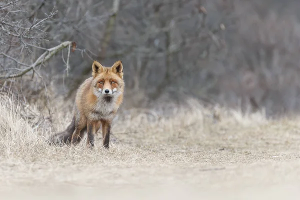 Weergave Van Wild Red Fox Natuurlijke Omgeving — Stockfoto