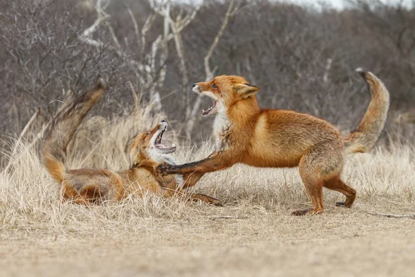 Zwei Rotfüchse Kämpfen Revier — Stockfoto