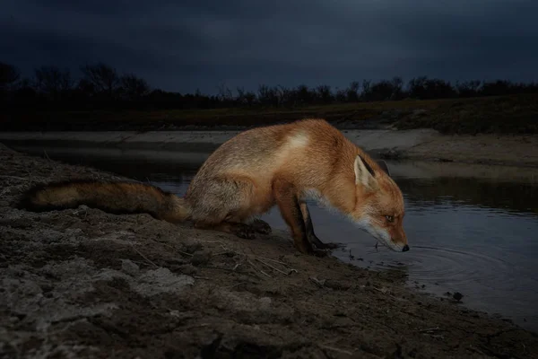 Вид Дикой Красной Лисы Природной Среде Питьевой Воды Реки Сумерках — стоковое фото