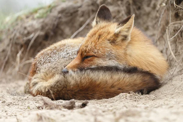 野生红狐在自然环境中蜷缩的景色 — 图库照片