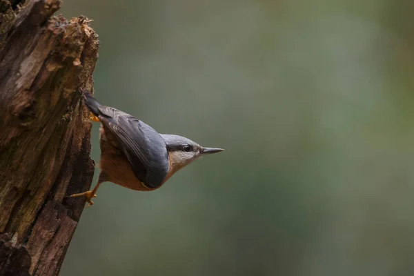 Kleiner Vogel Aus Nächster Nähe Geschossen — Stockfoto