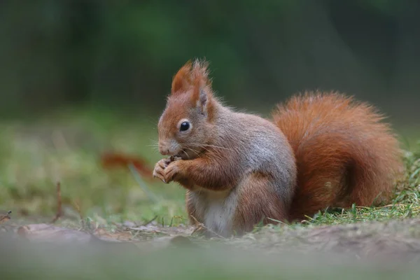 Esquilo Vermelho Animal Uma Floresta — Fotografia de Stock