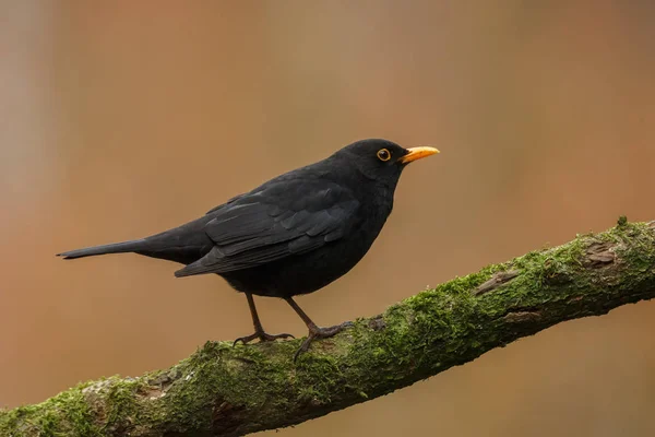 Little Bird Close Shot — Stock Photo, Image