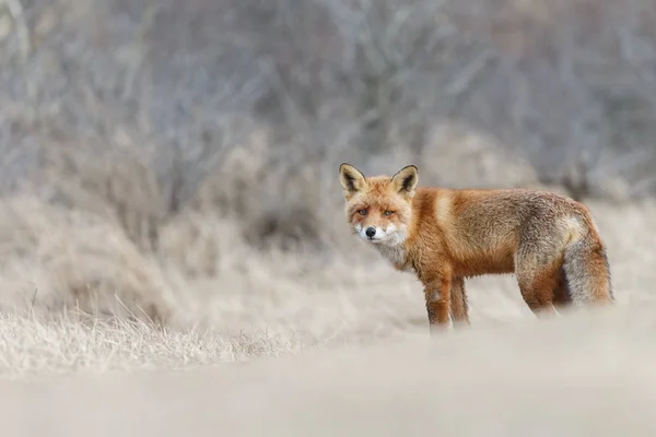 Pohled Divoká Liška Přirozeném Prostředí — Stock fotografie