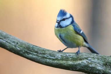 Blue tit sitting on branch, closeup clipart