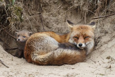 Anne yavrularını ile yuva dinlenme fox
