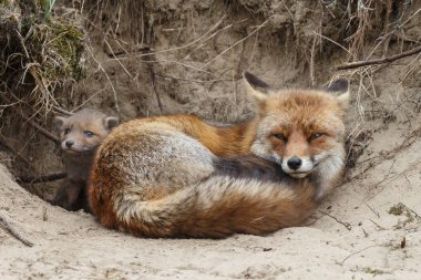 Mother fox resting near burrow with her cubs clipart