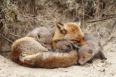 Anne yavrularını ile yuva dinlenme fox