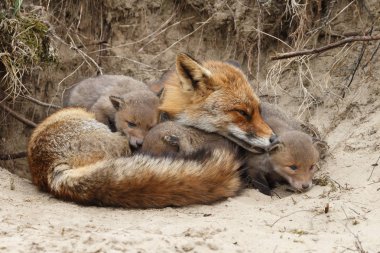 Anne yavrularını ile yuva dinlenme fox