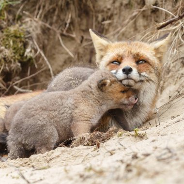 Anne yavrularını ile yuva dinlenme fox