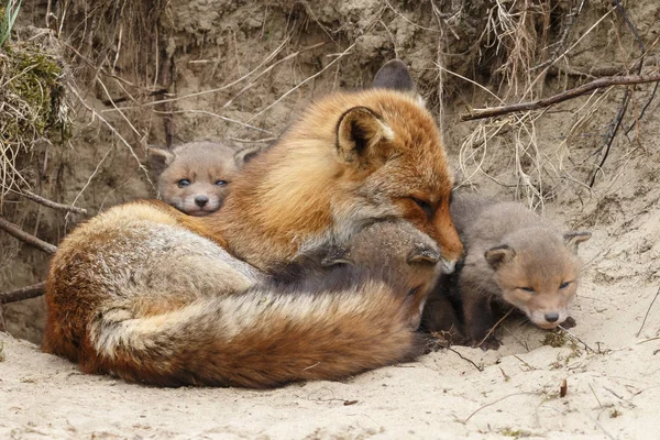 Matka Fox Odpoczynku Pobliżu Nory Jej Szczeniaki — Zdjęcie stockowe