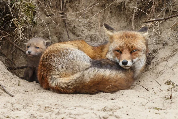 Mother Fox Resting Burrow Her Cubs — Stock Photo, Image