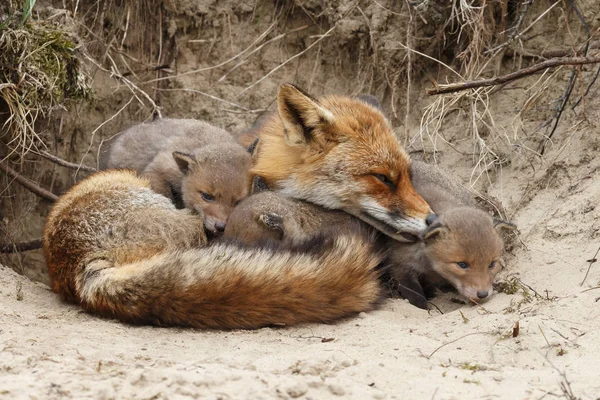 Madre Zorra Descansando Cerca Madriguera Con Sus Cachorros — Foto de Stock