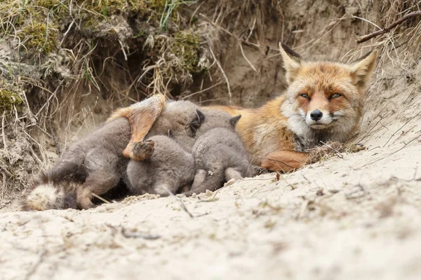 Matka Fox Odpoczynku Pobliżu Nory Jej Szczeniaki — Zdjęcie stockowe