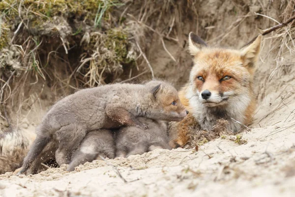 Matka Fox Odpoczynku Pobliżu Nory Jej Szczeniaki — Zdjęcie stockowe