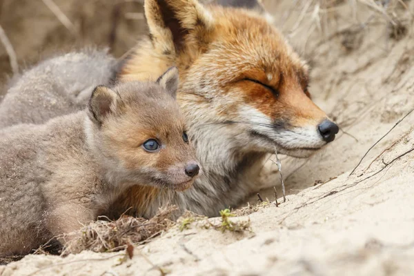 Matka Fox Odpoczynku Pobliżu Nory Jej Szczeniaki — Zdjęcie stockowe