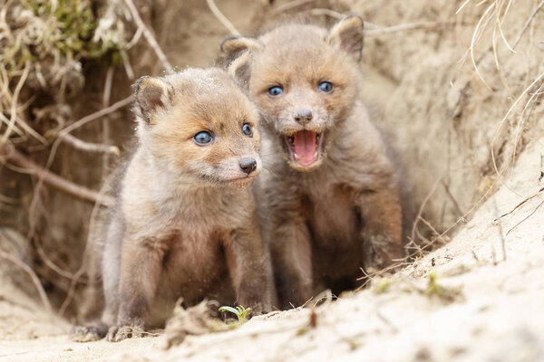 Little cute young red foxes taking look around their burrow