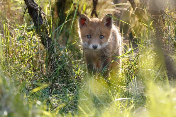 Little Cute Young Red Fox Walking Grass — Stock Photo, Image