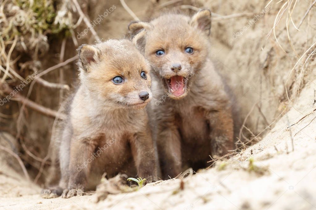 Little cute young red foxes taking look around their burrow