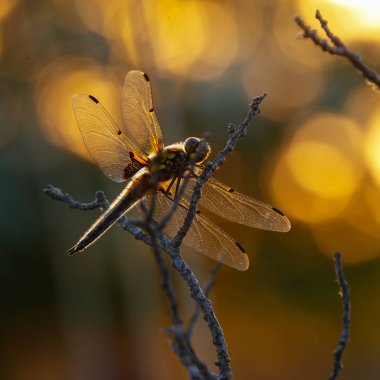 Kırmızı yusufçuk poz şube, portre, seçici odak