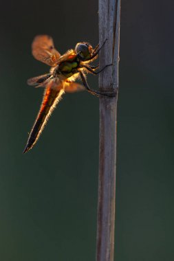 Kırmızı yusufçuk poz şube, portre, seçici odak