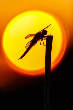 Silhouette of dragonfly posing on branch before blurred sunset sun, closeup, selective focus clipart