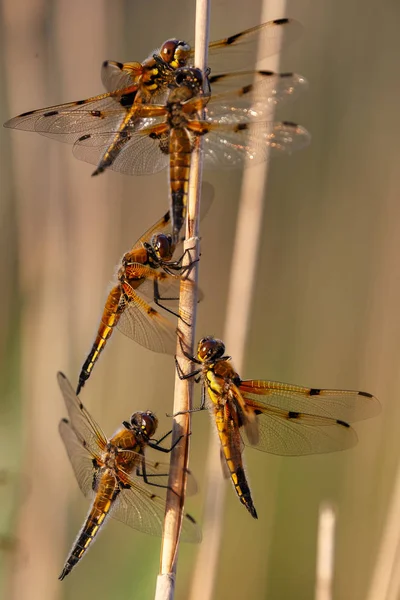 Libellules Rouges Posant Sur Branche Gros Plan Foyer Sélectif — Photo