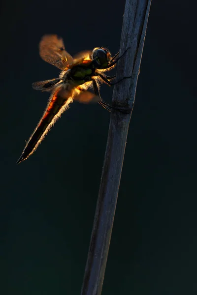 Red Dragonfly Posing Branch Closeup Selective Focus — Stock Photo, Image