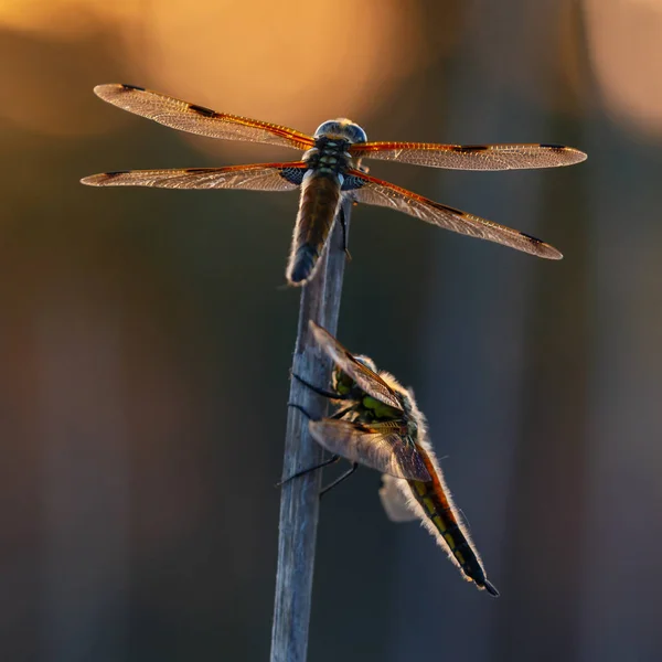 Red Dragonflies Posing Branch Closeup Selective Focus — Stock Photo, Image