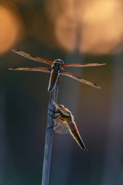 Red Dragonflies Posing Branch Closeup Selective Focus — Stock Photo, Image