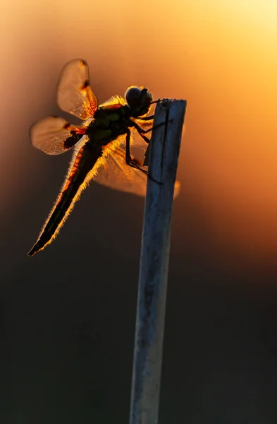 蜻蜓的剪影在树枝上摆在模糊日落太阳之前 选择性聚焦 — 图库照片